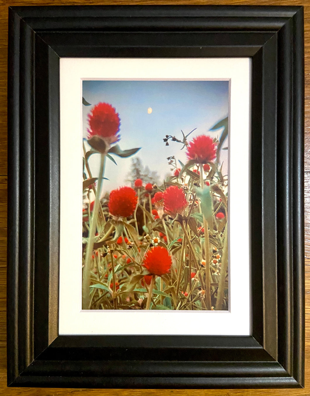 Floral Reds Framed Photographic Art Print